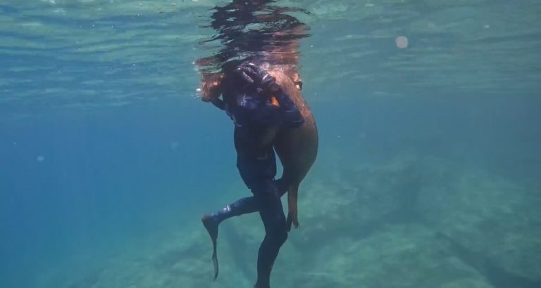 Watch the Incredible Moment a Sea Lion Swam up to Snorkeling Teen–And Hugged Him: ‘It Felt So Euphoric’