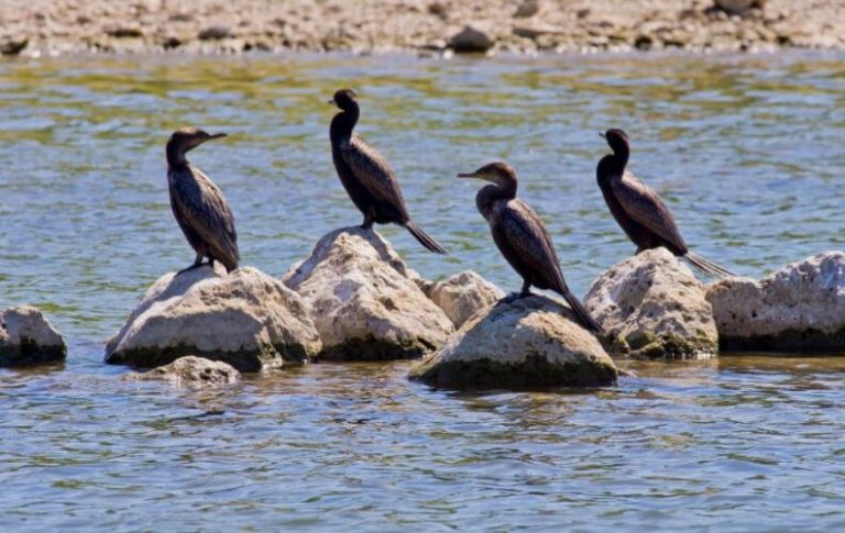 Feeling down? Step outside for a bird walk