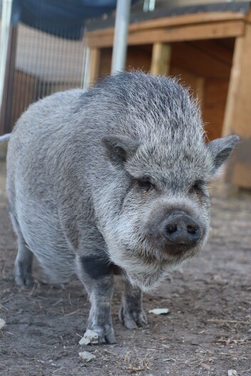 Keeping pigs as pets has become a porker of a problem in San Antonio