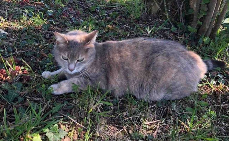 Cat Walks Across France to Their Old Home Before Being Reunited With ‘Stunned’ Owners 13 Months Later