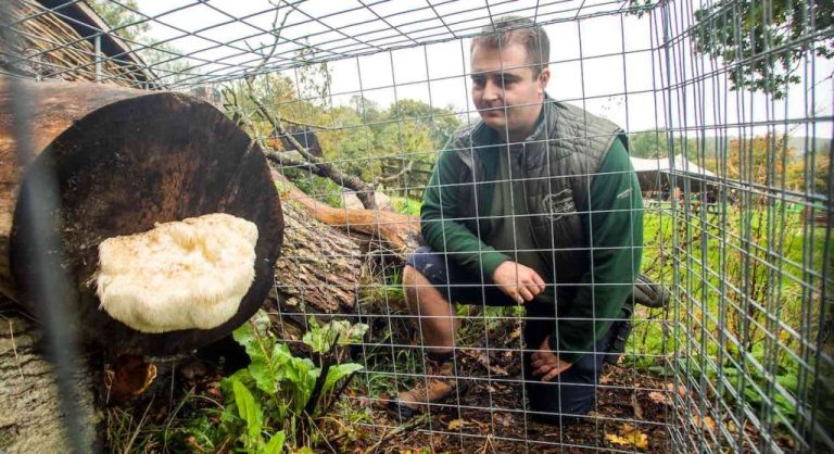 Park Finds Fungus so Rare in UK that Cage is Erected to Protect It from Collectors Who Prize It for Health