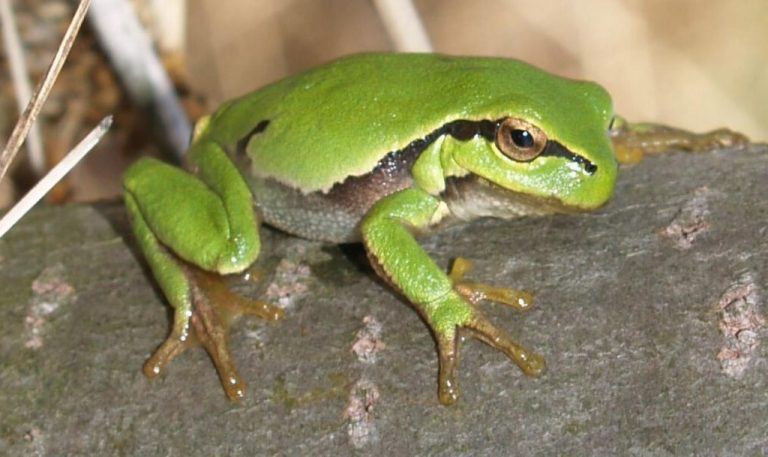 Endangered Frogs See ‘Population Explosion’ After 422 Ponds Were Built in Switzerland