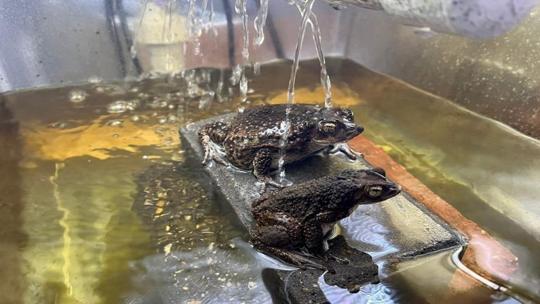 San Antonio Zoo sends more than 18,000 critically endangered toad tadpoles to native Puerto Rico