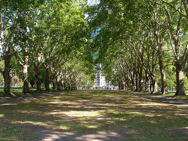 Planting Trees in a City 30 Years Ago May Have Lowered the Risk of Deaths From Diseases