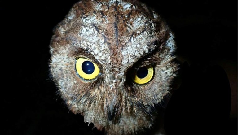 New Species of Owl Discovered on Tiny Island off African Coast – And it was Named After ‘Unflinching’ Park Ranger