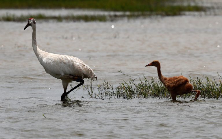 Tallest, rarest birds in North America spotted on Texas coast