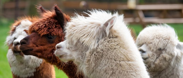 Black Barn Alpaca Ranch to host a holiday event