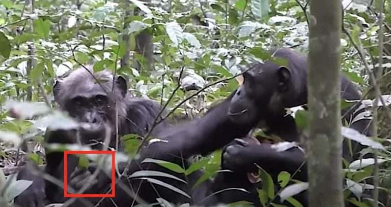 Chimpanzees Share Experiences With Each Other ‘Just Because’–A Trait Once Thought to Be Only Human (WATCH)