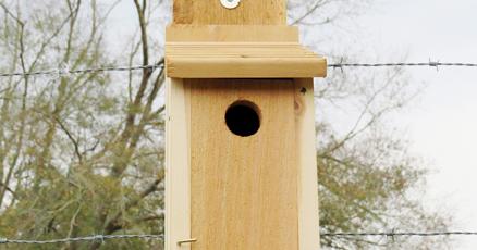 Greg Grant: Helping bluebirds in East Texas