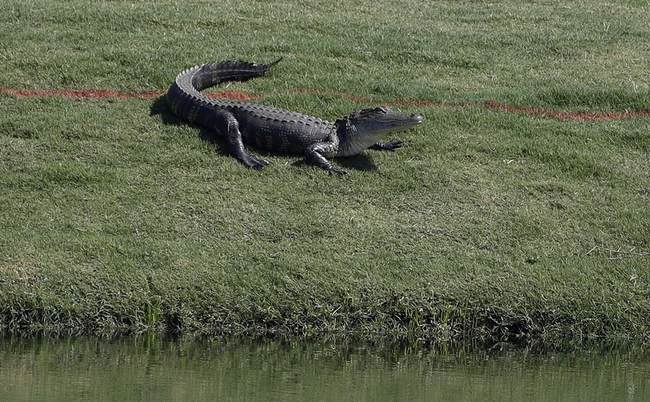 Not Satire: There’s a Missing Emotional Support Alligator