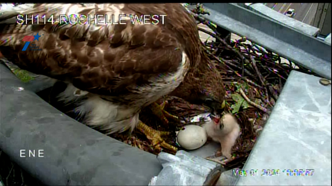 Hawk caught on TxDOT camera feeding its baby