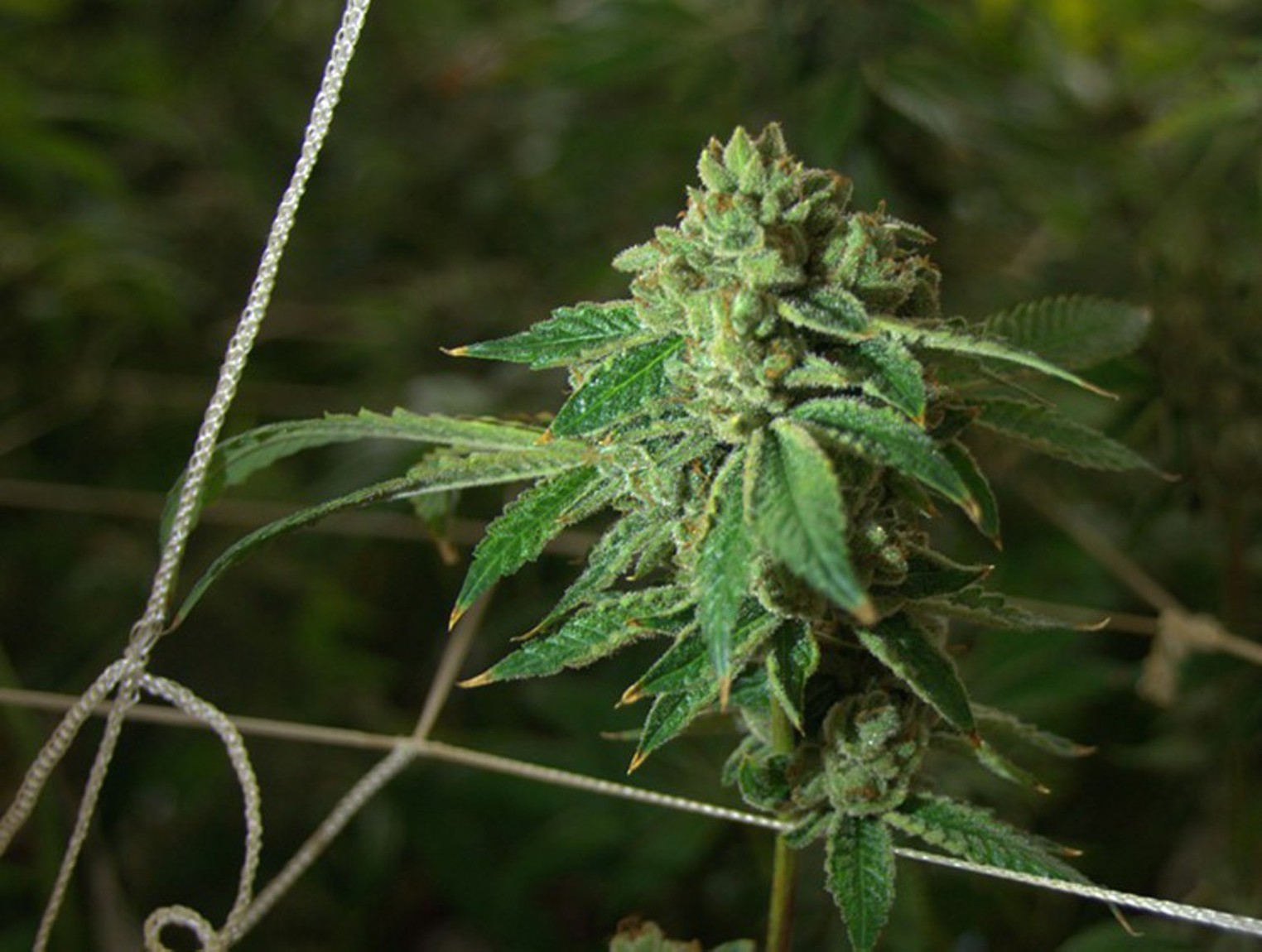 Marijuana To Be Rescheduled in U.S. What Does That Mean for Texas?