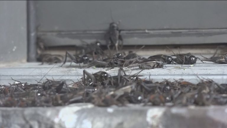 What’s up with all these darn crickets? Texas critters swarming homes around the state