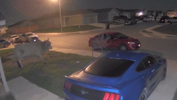 Brahma bull seen on home cameras in Saint Hedwig is still missing, owners say