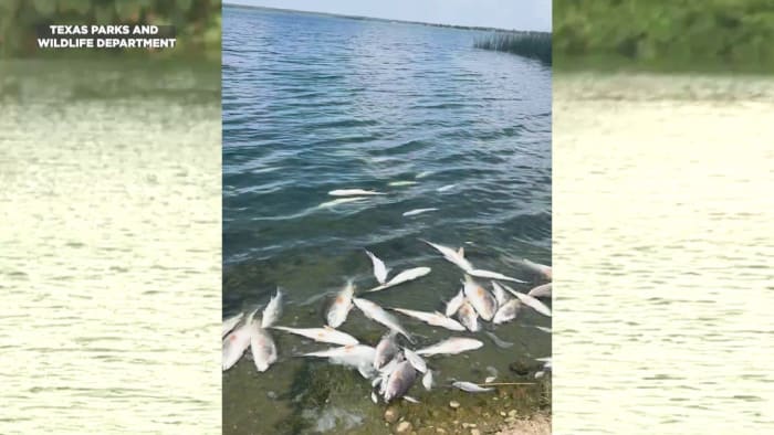 1,000 fish died at Calaveras Lake last month. Here’s how often ‘fish kills’ happen and why.