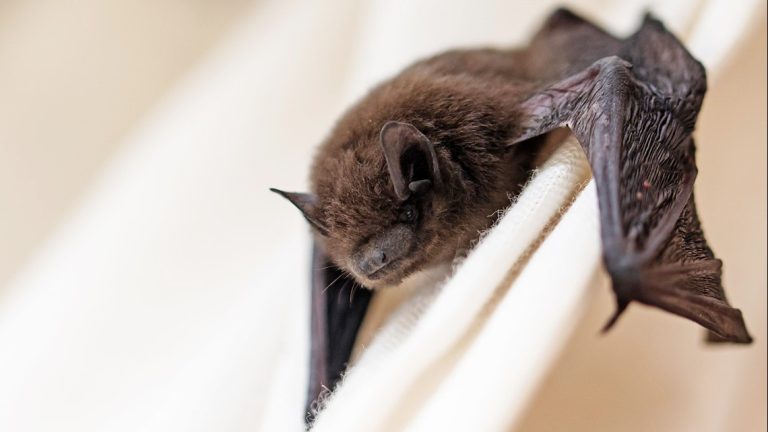 Bat found in North Texas tests positive for rabies