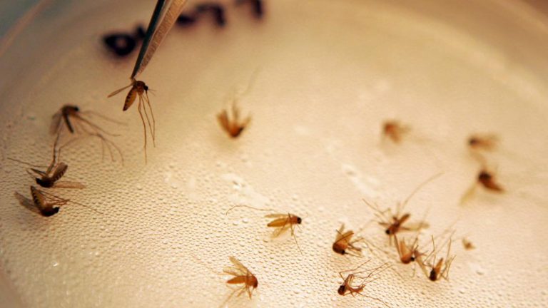 7th human case of West Nile Virus confirmed in Denton County