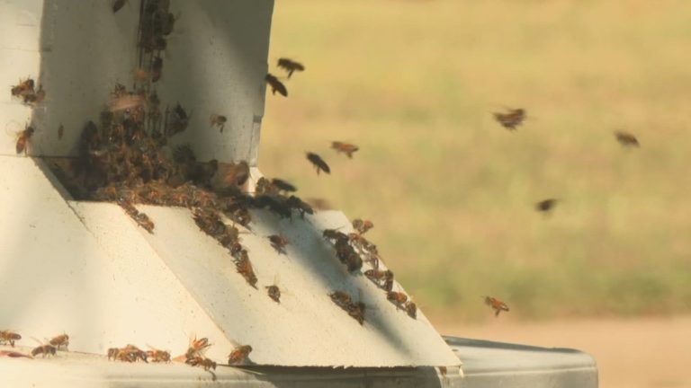 North Texas couple recovering after attack by a swarm of bees