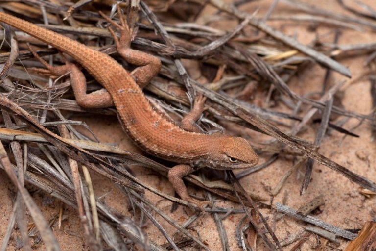 Ken Paxton sues Biden administration over listing Texas lizard as endangered