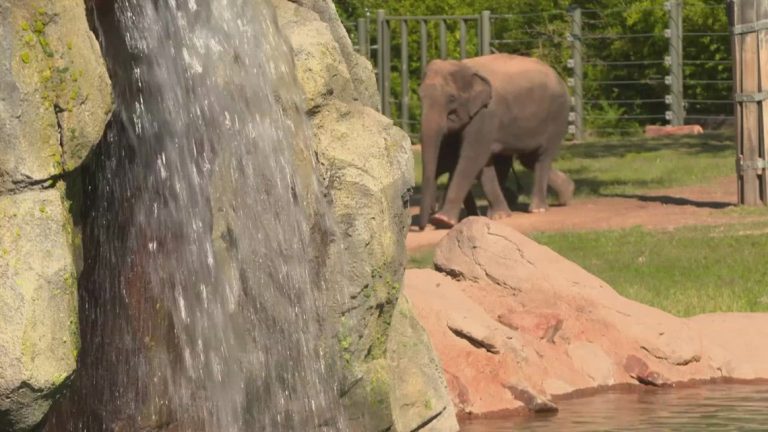 Fort Worth Zoo making guest’s experience more inclusive