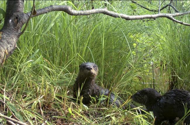 Mother and Child Attacked by Otter – Wildlife Officials Otterly Amazed