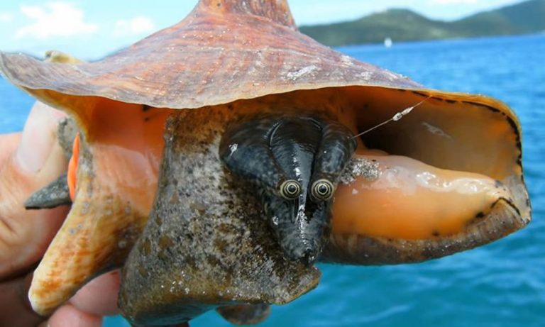 Florida’s Trying New ‘speed dating’ Service to Save Endangered Mollusk–Matching Queen Conchs with Caring Mates