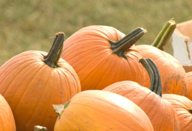 Texas pumpkins aplenty compared to 2023