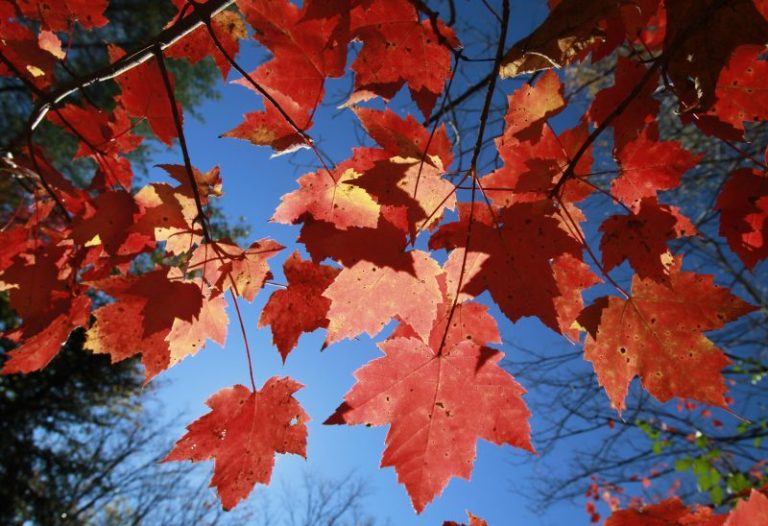 Map: When will the leaves change color in Texas?