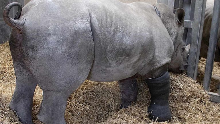 In a World First, Surgeons Operate on Rhino’s Broken Leg and Fix Her Limp