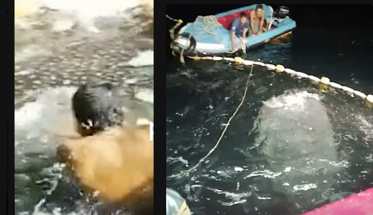 Fishermen Sacrifice Daily Catch to Rescue Huge Whale Shark Found in Their Net (WATCH)