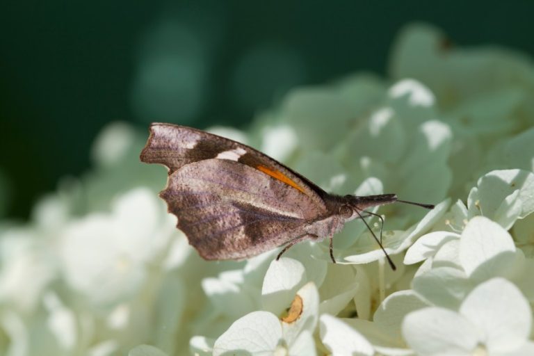 Butterflies swarming through South Texas — and they aren’t monarchs