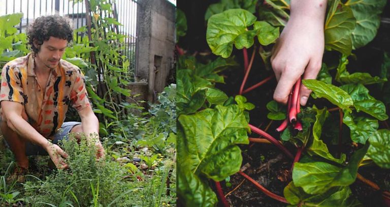 Americans Reveal Top 10 Garden Hacks–Like Deterring Cats with Cinnamon and Singing to Plants