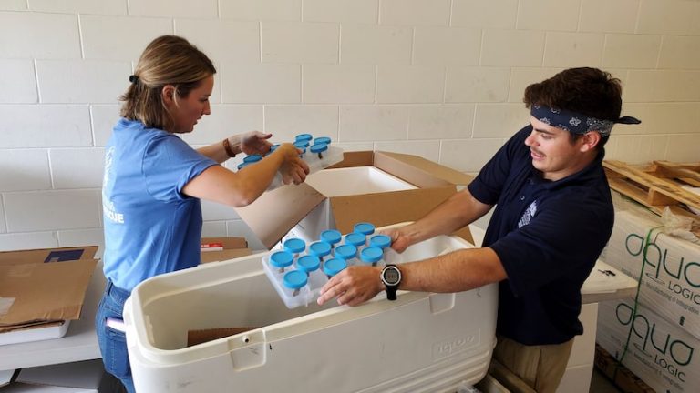 Texas Gulf Coast gets endangered sea corals from South Florida