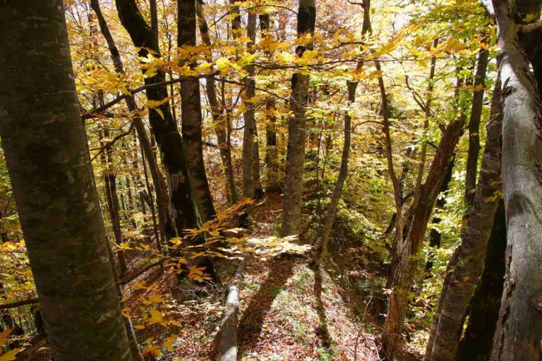 What Makes the Perfect Forest for the Perfect Autumn?