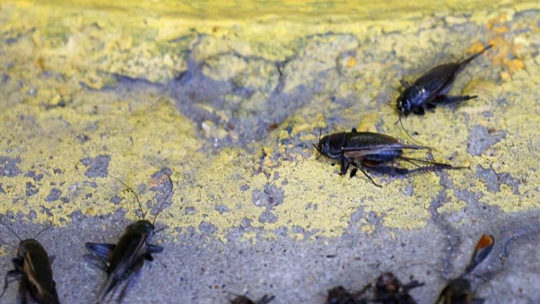 Black cricket sightings in North Texas jump. Here’s what you need to know.