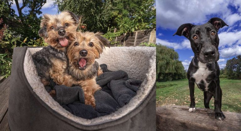 Unwanted Shelter Dogs Get the Supermodel Treatment to Help Them Find New Forever Homes (LOOK)