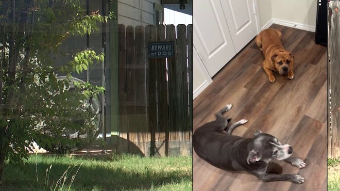 Neighbor speaks out after off-duty SAPD officer shoots 3 dogs, including K-9