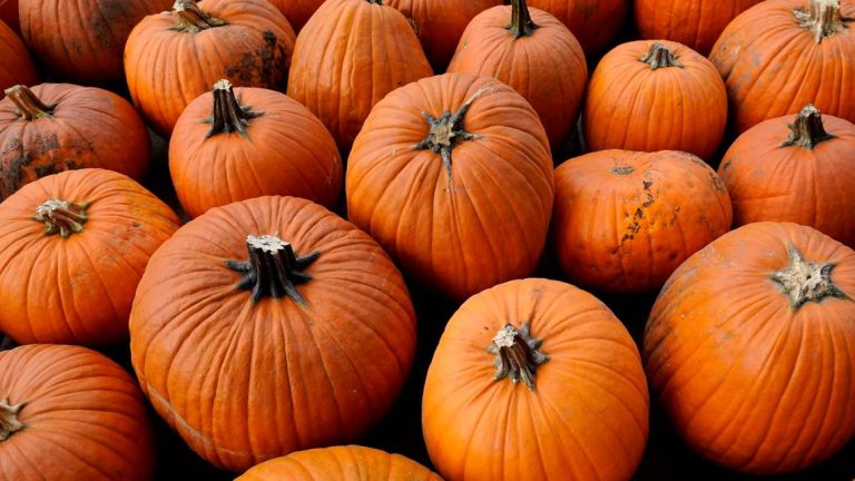 Pumpkin patches in DFW | Where you can pick the best gourd in North Texas