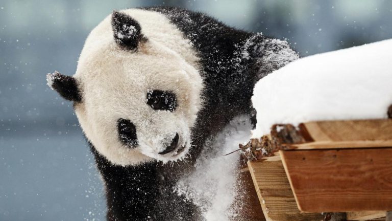 A zoo in Finland is returning giant pandas to China because they’re too expensive to keep