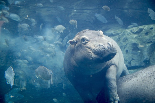 Thailand Has a New Baby Pygmy Hippo, and It’s Stinkin’ Adorable