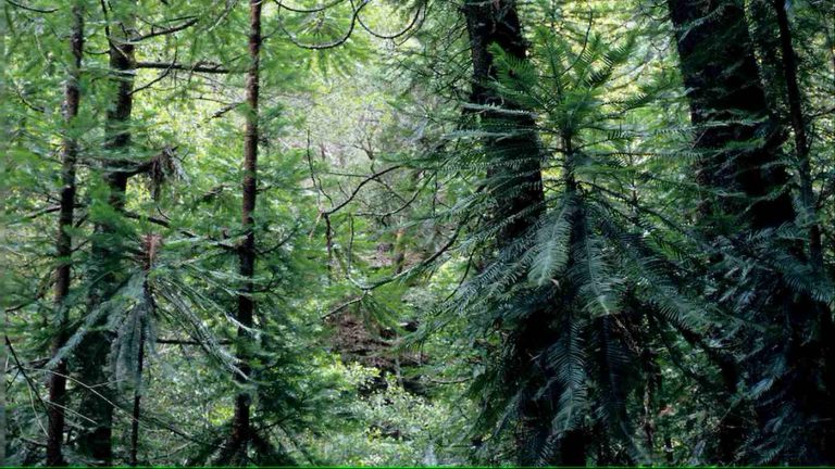 6 Saplings of Dinosaur-Era Tree Species Being Auctioned to Spread the Pines Around Australia