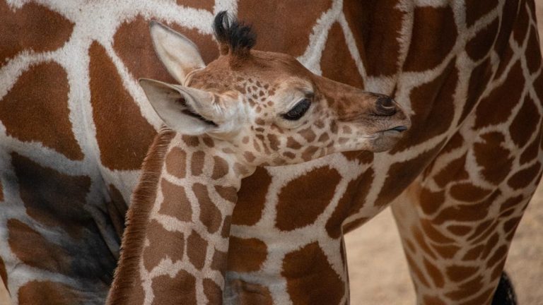 It’s a boy! New baby Giraffe joins the herd at Dallas Zoo