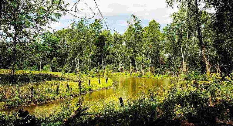 Birds Sing Anew from Within 40-Acre Wetland Restored by Residents of N. Orleans’ Historic Lower Ninth