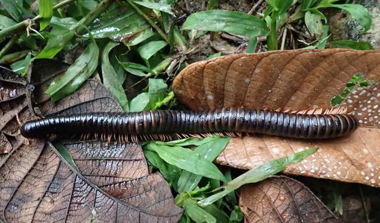 Giant Millipede Lost to Science for a Century Rediscovered in Madagascar with 20 More Species in World-First Expedition