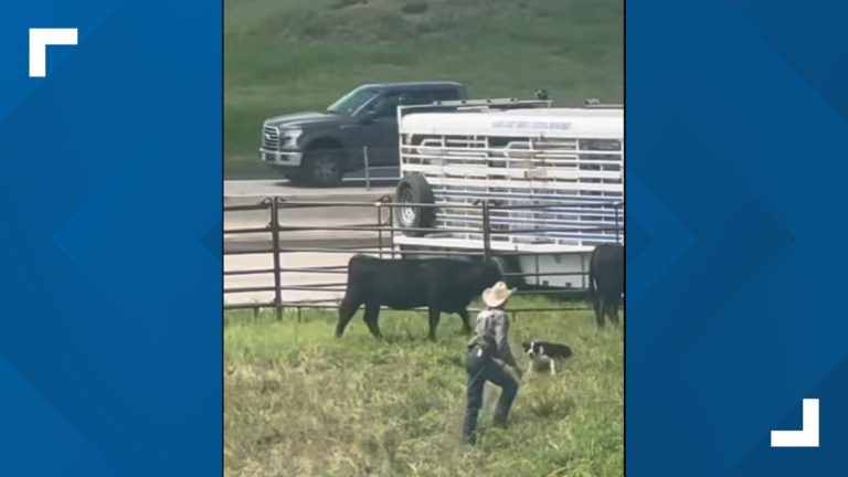 Watch a dog help deputies wrangle cows that got loose in North Texas