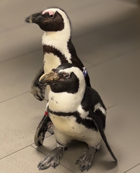 Penguin at Texas zoo undergoes melanoma treatment