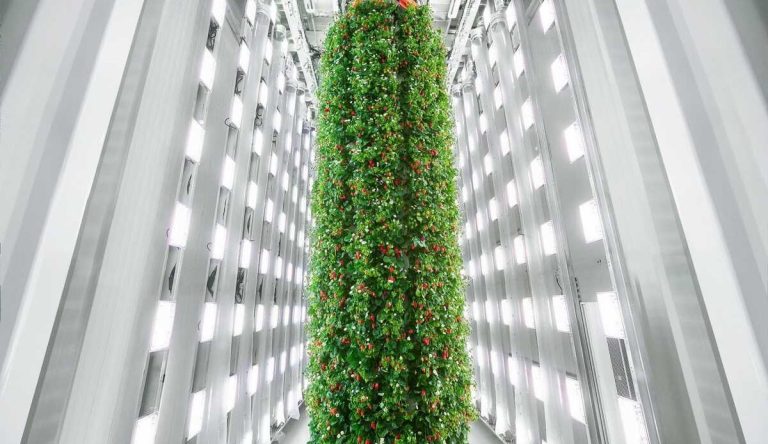 World’s First Vertical Strawberry Farm Uses AI to Compliment Mother Nature