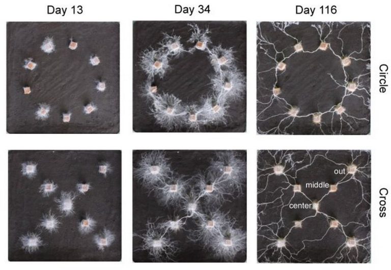 Scientist Shows Fungi Are ‘Mind-blowing’: They Have Memories, Learn Shapes, Can Make Decisions and Solve Problems