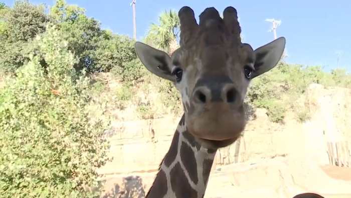 San Antonio Zoo opens largest habitat in 110 years, including Airbnb