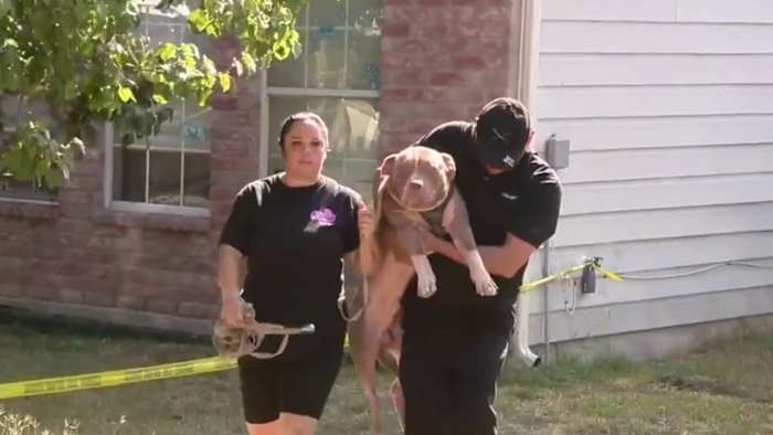 Babysitter arrested after dogs attack baby, leaving child with life-threatening injuries